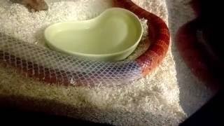 Snake sheds its skin part 2