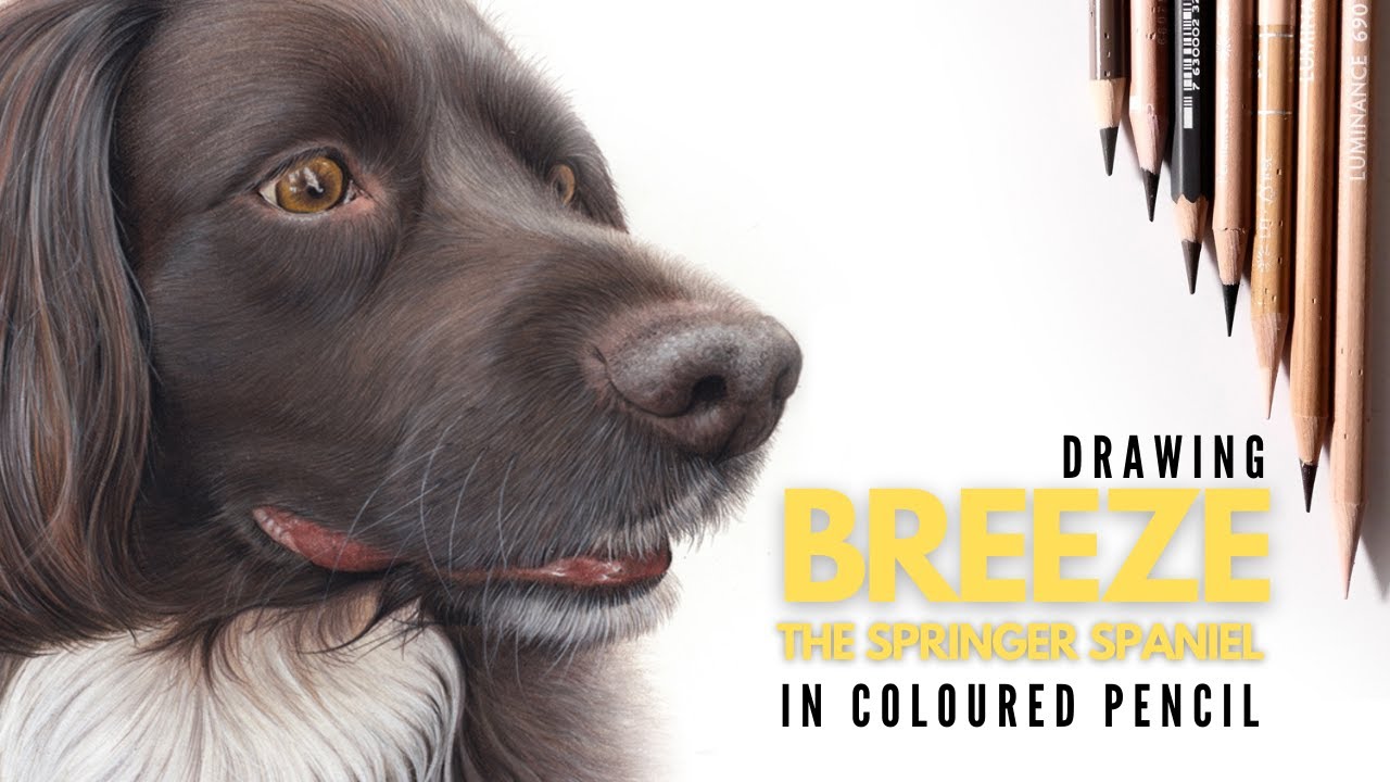 Drawing A Springer Spaniel In Colored Pencil | Realistic Dog Drawing