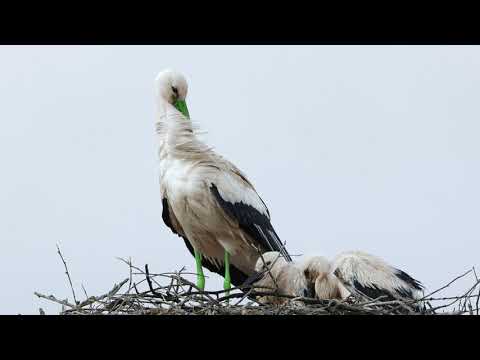 Vidéo: Cigogne Verte