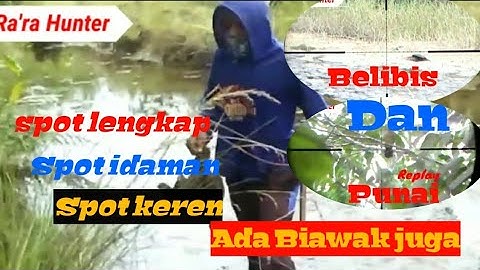 ⭕Berburu tekukur dispot belibis // eh..poinnya belibis||Rara Hunter