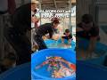 Full Day Of Working With JUMBO KOI FISH Koi Nishikigoi Fish Koifish Koipond 