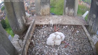 Falcon Cam2023Day 9 Following HatchingWorcester Cathedral