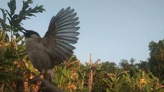 Sura pikat kutilang moncer BL auto berdatangan.  #cangkurileung