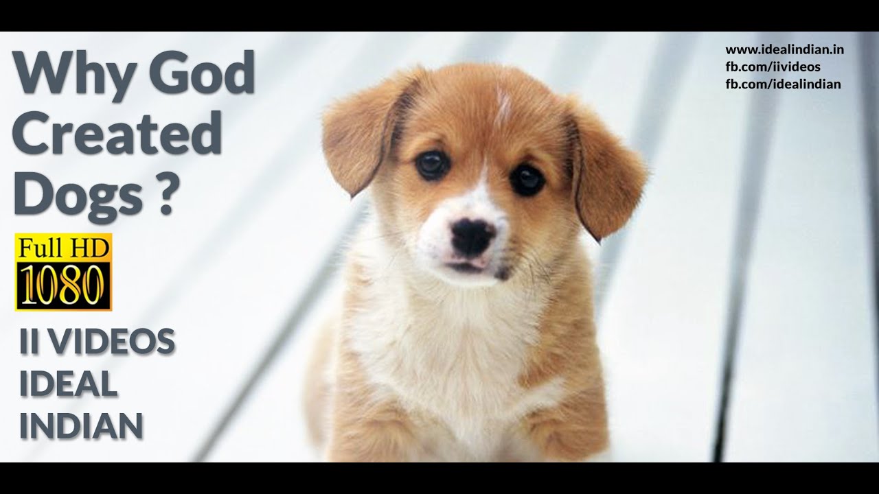Why God Created Dogs A Lovely Story About Dogs Love For Man Youtube