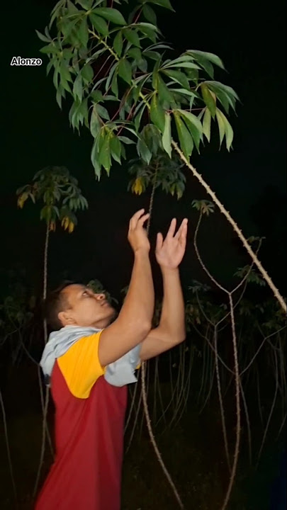 tangkap burung kuning #shortvideo