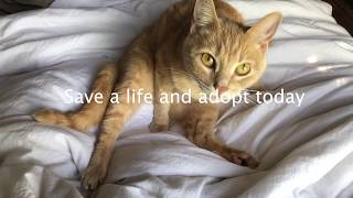 Adopt a Cat PSA