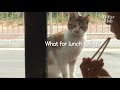 Stray Cat Thinks The Pizzeria Is Her House | Kritter Klub