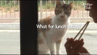 Stray Cat Thinks The Pizzeria Is Her House | Kritter Klub