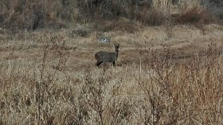 Corzuela en La CaleraDía de campo y gran sorpresa, video increíble !!!