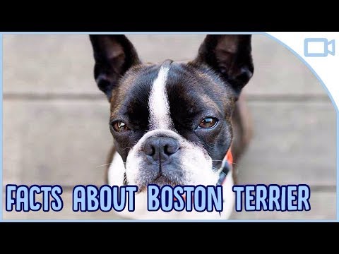 Facts About Boston