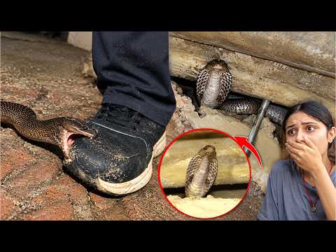 देखिए भयानक कोबरा सांप, इस घर में कैसे घात लगाए बैठा था..😱🐍 Dangerous Cobra Snake Rescue operation