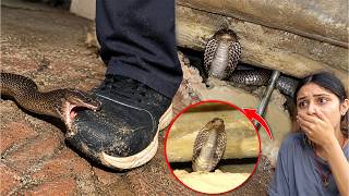 देखिए भयानक कोबरा सांप, इस घर में कैसे घात लगाए बैठा था..😱🐍 Dangerous Cobra Snake Rescue operation — video thumbnail