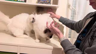 Saba Ocean & Onyx – pure purring, pure trust 🤍 screenshot 1