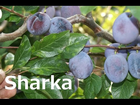 Scharka Scharka