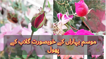 Pink Roses & Spring Season | Mosam-e-Bahaar | Beauty of Pink Rose | Flying Bee on a Pink Rose