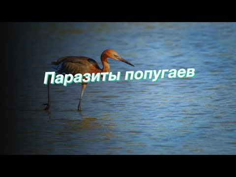 Паразиты попугаев