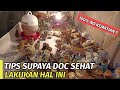 TIPS SUPAYA DOC SEHAT | 100% NO KEMATIAN