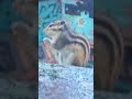 [Shorts] 금정산 미륵사에서 찍은 다람쥐 영상...!