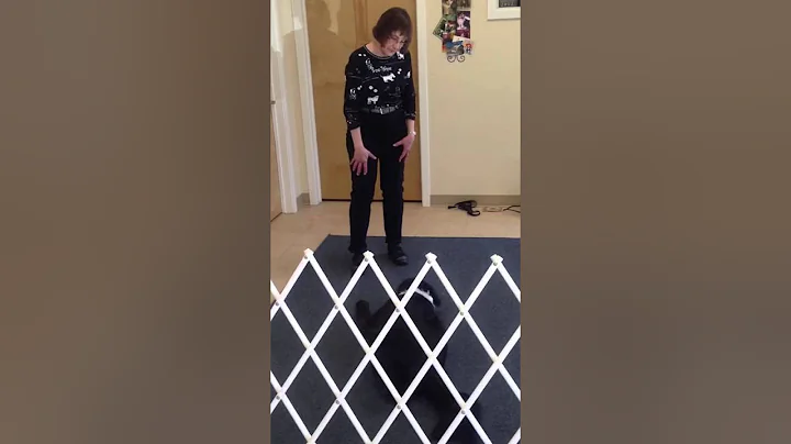 Canine Freestyle Dancing at Progressive Animal Wel...