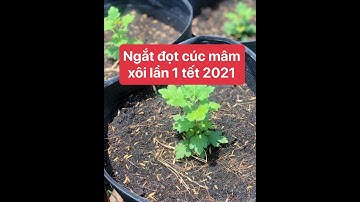 Cách trồng cúc mâm xôi tết 2021 -  Ngắt đọt lần 1