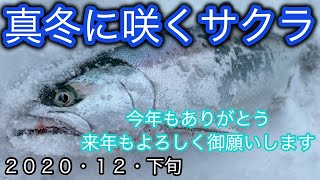 真冬のサクラマス　２０２０年の最後も銀鱗を見ることが出来ました。　　２０２１年はサイズUPして会いましょう。