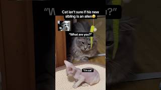 Alien sibling #animals #cat #cats #pets #catvideos #funny #cute #aww #fyp #viral #shorts