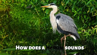How does a Heron  sounds screenshot 5