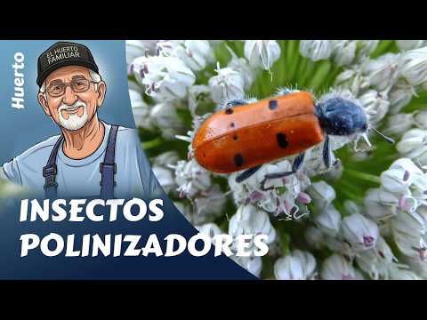 Pollinating Insects: The best allies of your family garden.