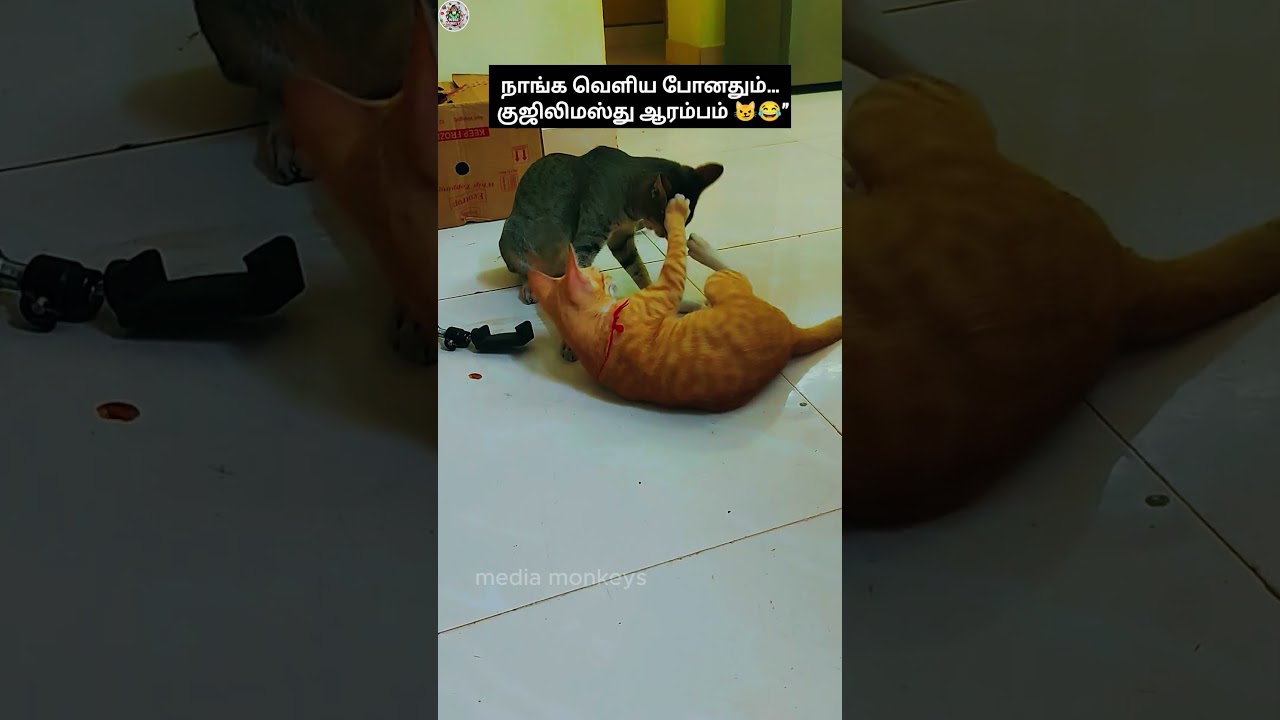Wait For End  😂😂just Fun || Media monkeys #cat#pattu #trendingshorts #fun #mediamonkeys #funny