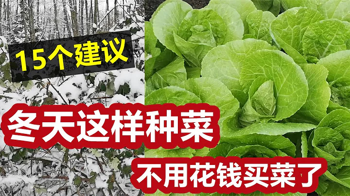 全面概括冬天种菜的15个建议🔑没有种不出来的菜只有不想种的菜 15 Tips to grow vegetables in cold winter successfully - 天天要闻