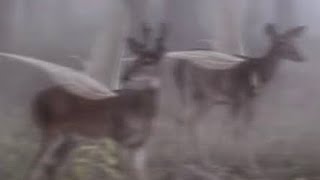 𝚜𝚑𝚒𝚏𝚝𝚒𝚗𝚐 Türkçe Subliminal 8 Milyon Olumlama 𝖘𝖙𝖆𝖗𝖗𝖎𝖋𝖚𝖑