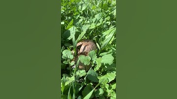 Mushrooms in Bed #Shorts