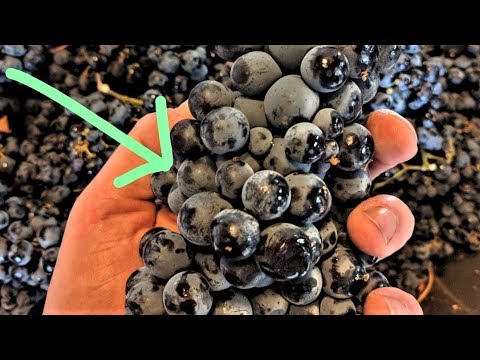Video: Valkes druer før vinproduksjon?