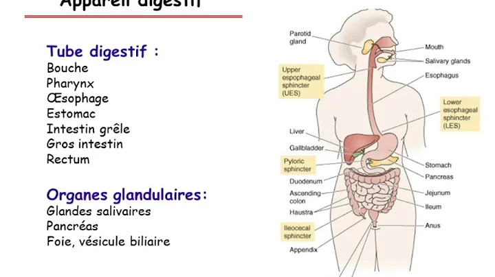 Comprendre le fonctionnement du système digestif