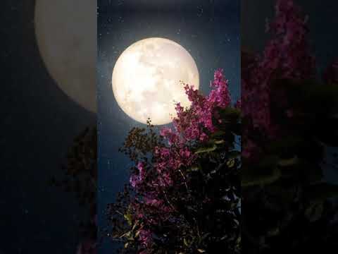 MOON STATUS
