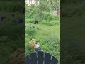 Bear passing through the yard