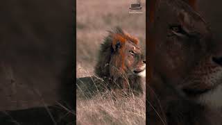 Ethioutopia –Ethiopia-Inspired Jazz & Blues for Focus, Memory & Dusk #africanmusic #jazzinstrumental