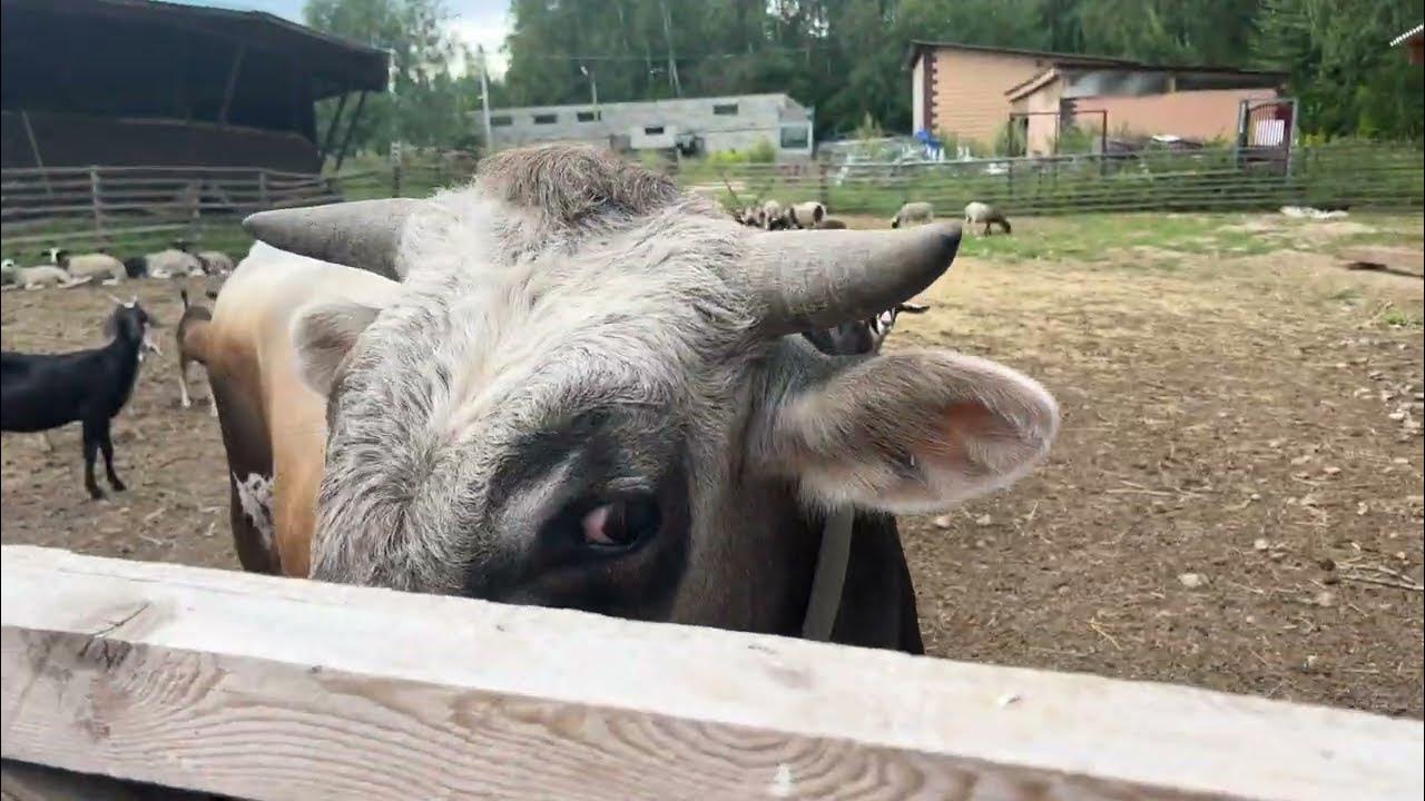 есть одно место где купить хороший скот - YouTube