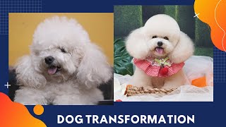 Show Dog Transformation - How To Transformation Poodle To Teddy Bear