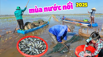 Nước nổi 2025 tràn đồng" Hồng Ngự săn Cá đồng đầu mùa" hốt bạc triệu