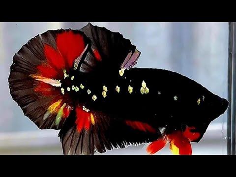 Video Cá cảnh 20.8 Nemo galaxy koi red copper thủy sinh 4k - youtube