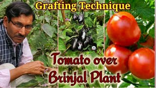 Graft Tomato Plant over Egg Plant most Easily.