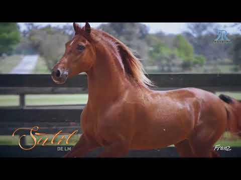 Vídeo: Paso Fino Horse Breed Hypoallergenic, Health And Life Span