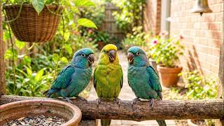 Small Parrots Sound | Realistic Parakeet and Budgie Calls