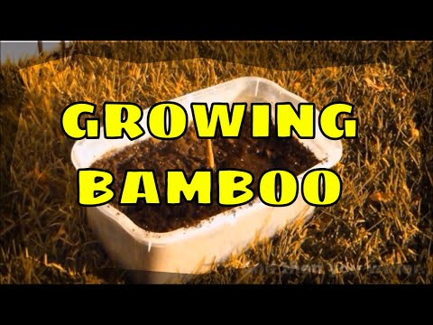 Video: Hur Snabbt Växer Bambu?