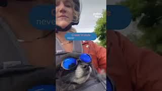 #Doggy co-pilot in shades, with his #human at the helm, creating #memories together!