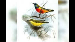 Suara Pikat Burung 6 ( Spesial Sirtu/Cipoh)