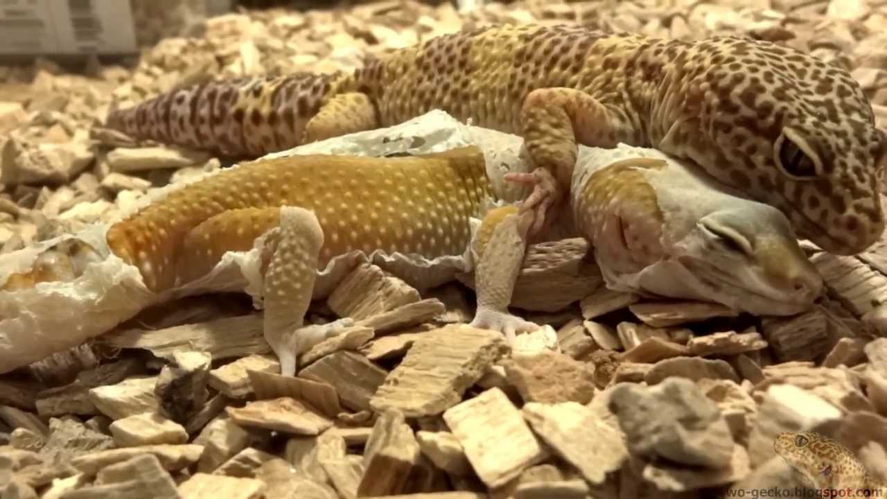 heimchenzucht Leopard Gecko : First Mating : Spectacular! Part 2 - 2013.03.05