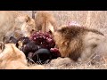 Red Road Male Dominates 20 Lions at Buffalo Kill | The Virtual Safari #114