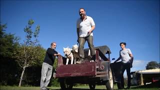 El Gran Dogo Argentino